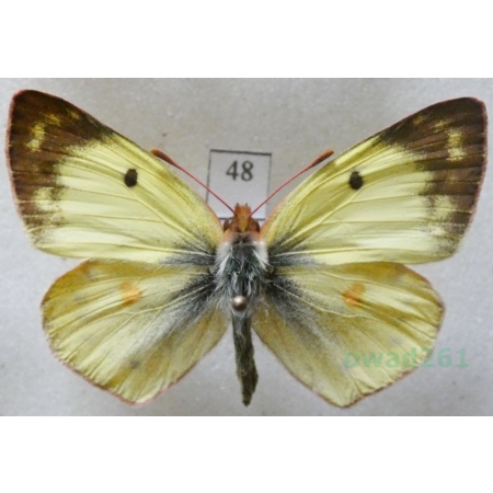 Colias alfacariensis Ribbe, 1905 male Szlaczkoń południowiec Czech48